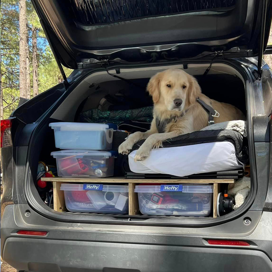 car camping with a dog